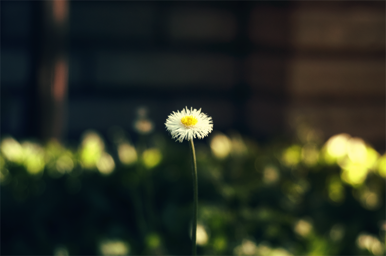little_flower_3_by_darkressxx-d655dx5.png