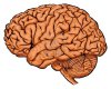 2470180-brain.jpg 2470180-brain.jpg