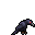 crow1.gif