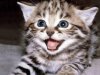 Khout-Kitten-458882.jpg Khout-Kitten-458882.jpg