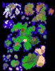 tibia map 1031.jpg tibia map 1031.jpg