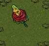 Venusflower2.gif