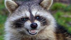 mapache.jpg