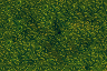 detailed grass-randomized.gif detailed grass-randomized.gif