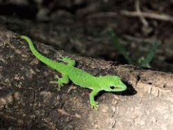 green lizard reference.gif green lizard reference.gif