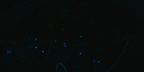 GIFpetapodo 3.gif