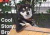 20533_cooldogdone.jpg