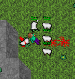 sheeps.png