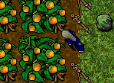 oranges.png