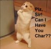 cat2.jpg