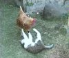 Cat_rooster.jpg