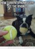 funny-dog-tennis-ball-mouth.jpg funny-dog-tennis-ball-mouth.jpg