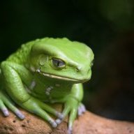 Ribbit