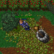 wyllaert