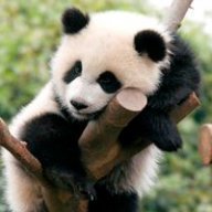 Lazy Panda