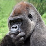 DangerousApe