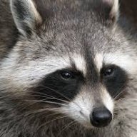 Racoon346