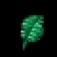 Tibia Leaves