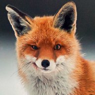 TerribleFoXXy
