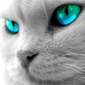 Shawak