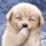 Doggynub