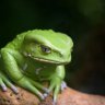 Ribbit