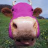 Purple Cow