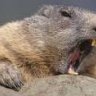 EagerBeaver