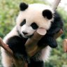 Lazy Panda