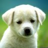Honden