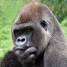 DangerousApe