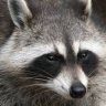 Racoon346