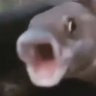 Fischturd