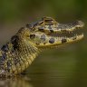 Caimans