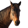 Amaru