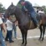 Cotizado