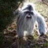 PetersonYeti