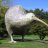 Kiwi Dan