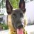 flik
