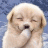 Doggynub
