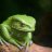 Ribbit