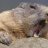 EagerBeaver