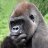 DangerousApe