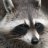 Racoon346