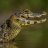 Caimans