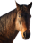 Amaru