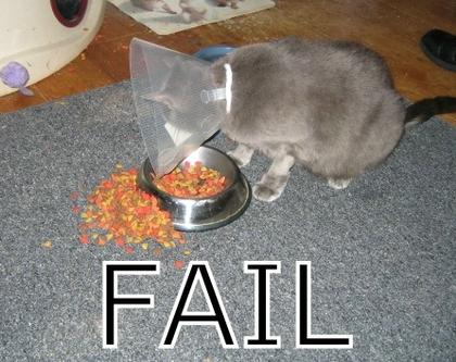 funny_cat_pictures_071.jpg