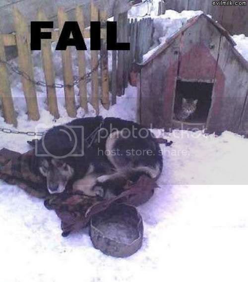 Dog_Failed.jpg