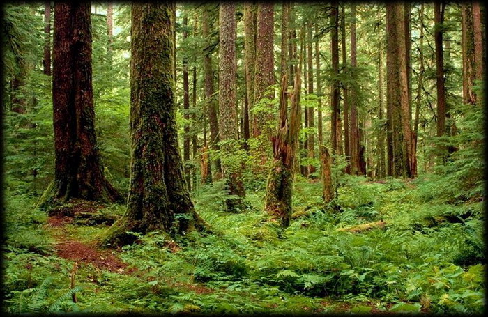 deep_forest23.jpg
