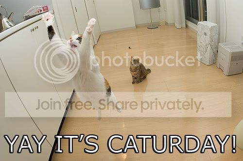 caturday-1.jpg